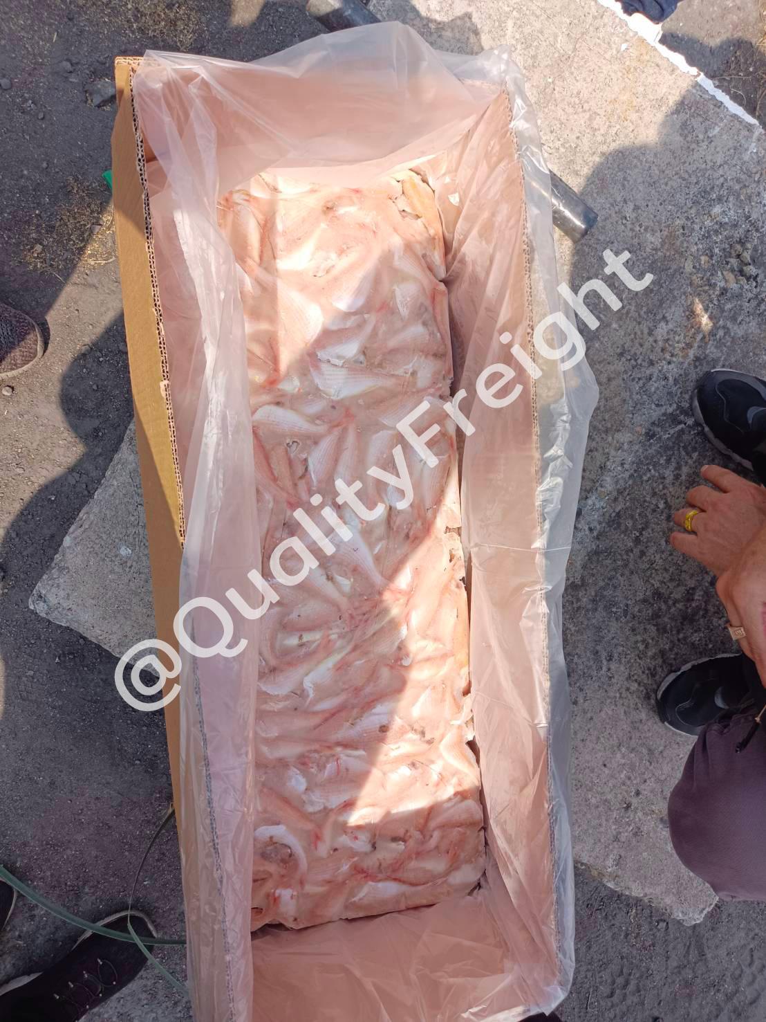 นำเข้าปลาทรายแดงจากปากีสถาน 1 - Quality Freight International 132199 - Quality Access Global Logistics Co., Ltd.